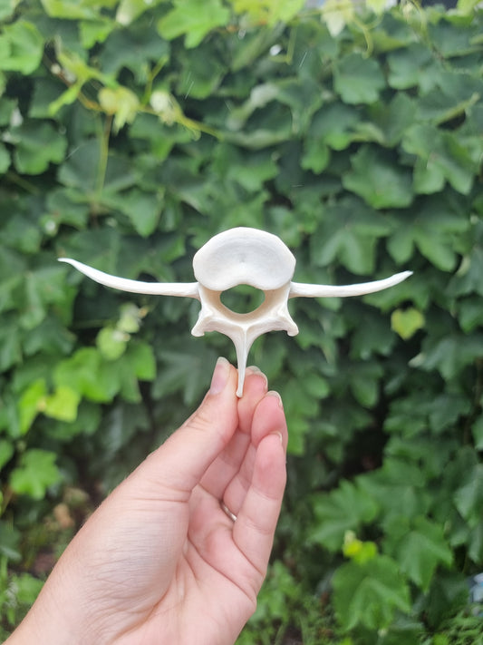 Deer Vertebrae #2