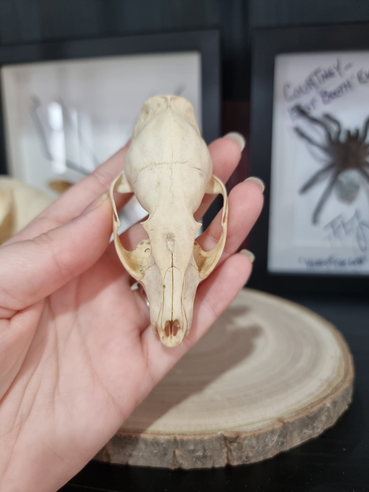 Cape Garnet half skull