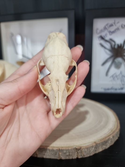 Cape Garnet half skull
