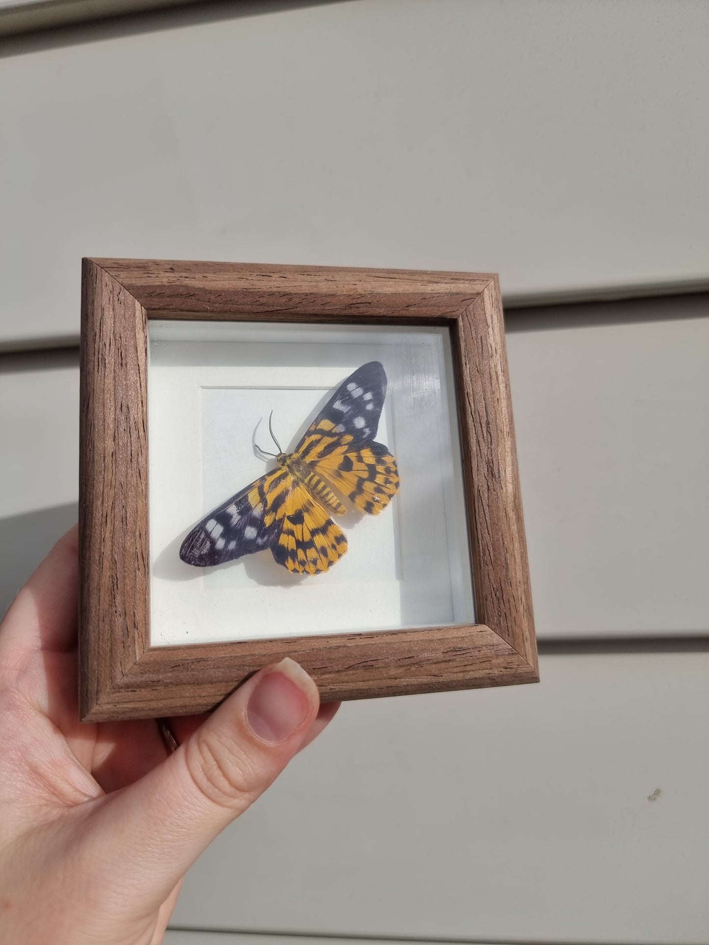 Mini Framed Flase Tiger Moth