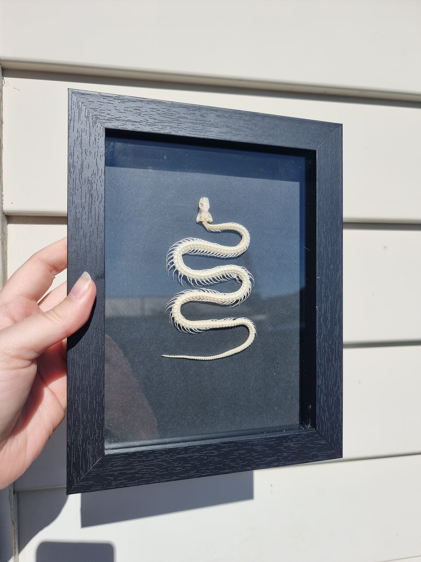 Frames Indonesian Rat Snake Skeleton