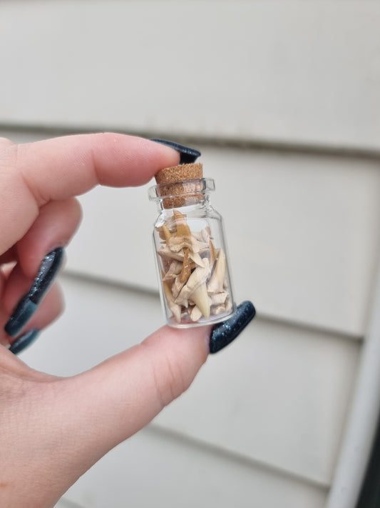 Small Shark Teeth Jar