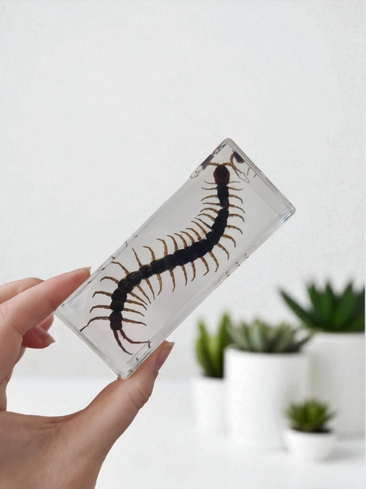 Centipede in Resin