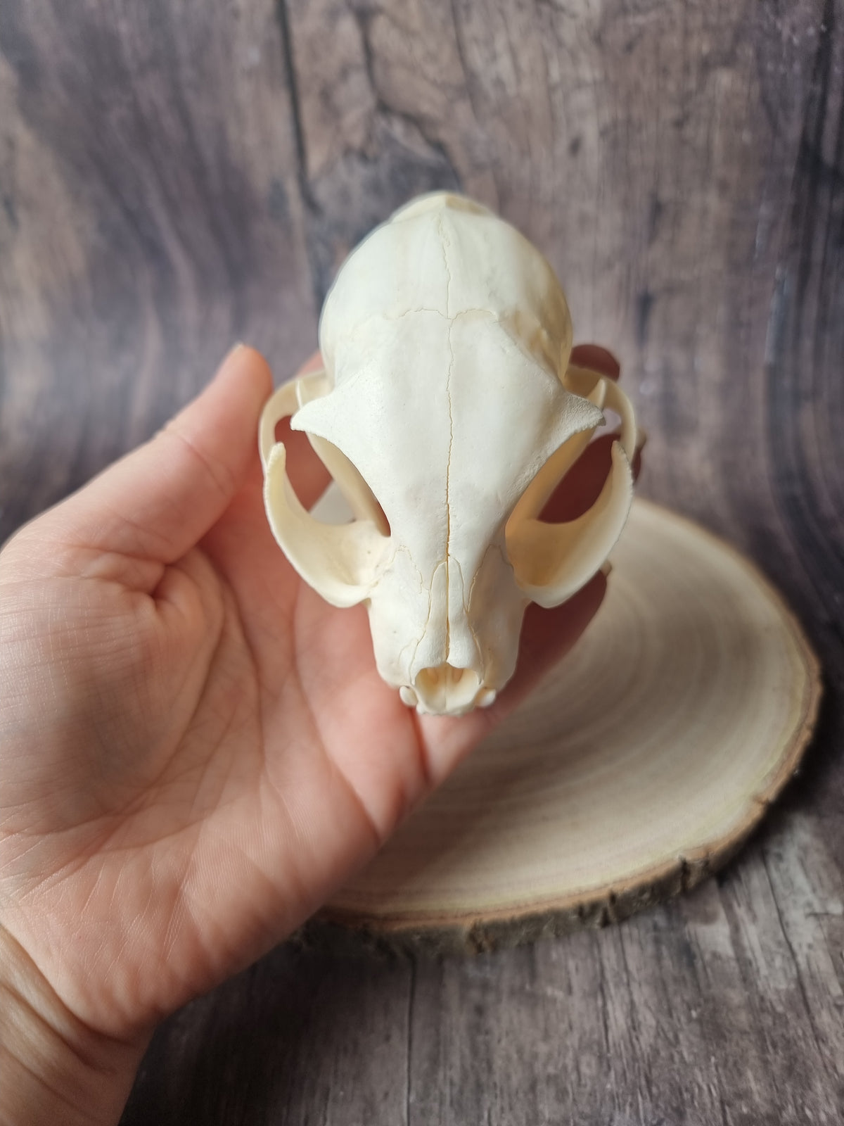 African Wildcat Skull #1