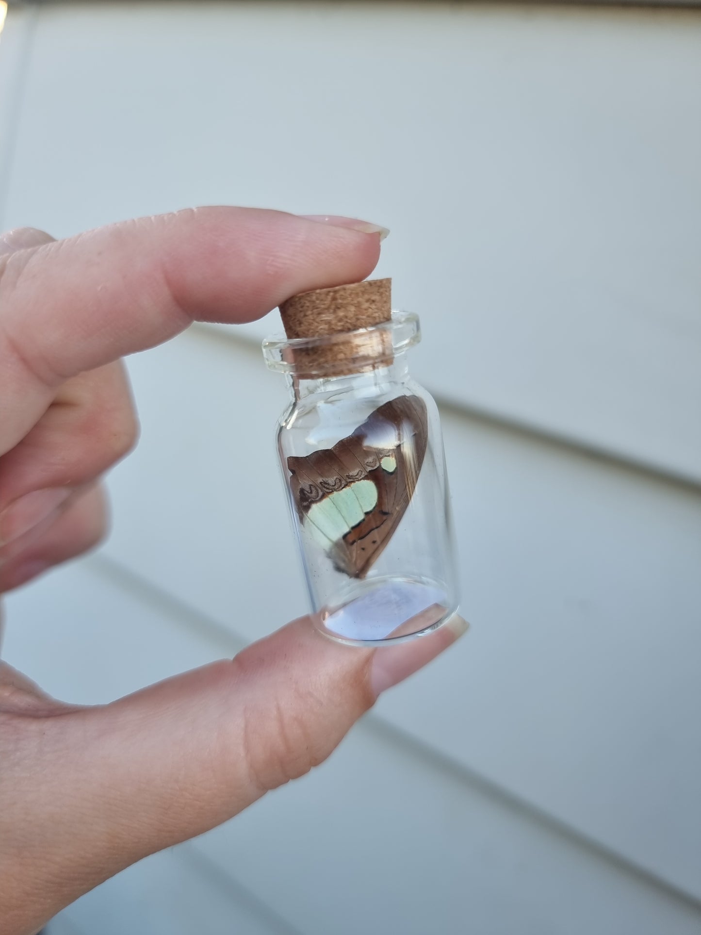 Small Butterfly Wing Jar