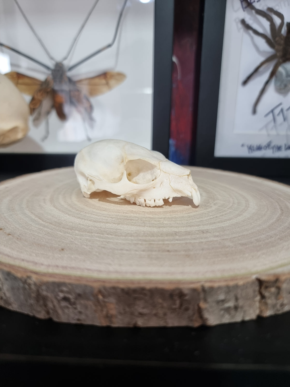 Rock Hyrax Half Skull #2