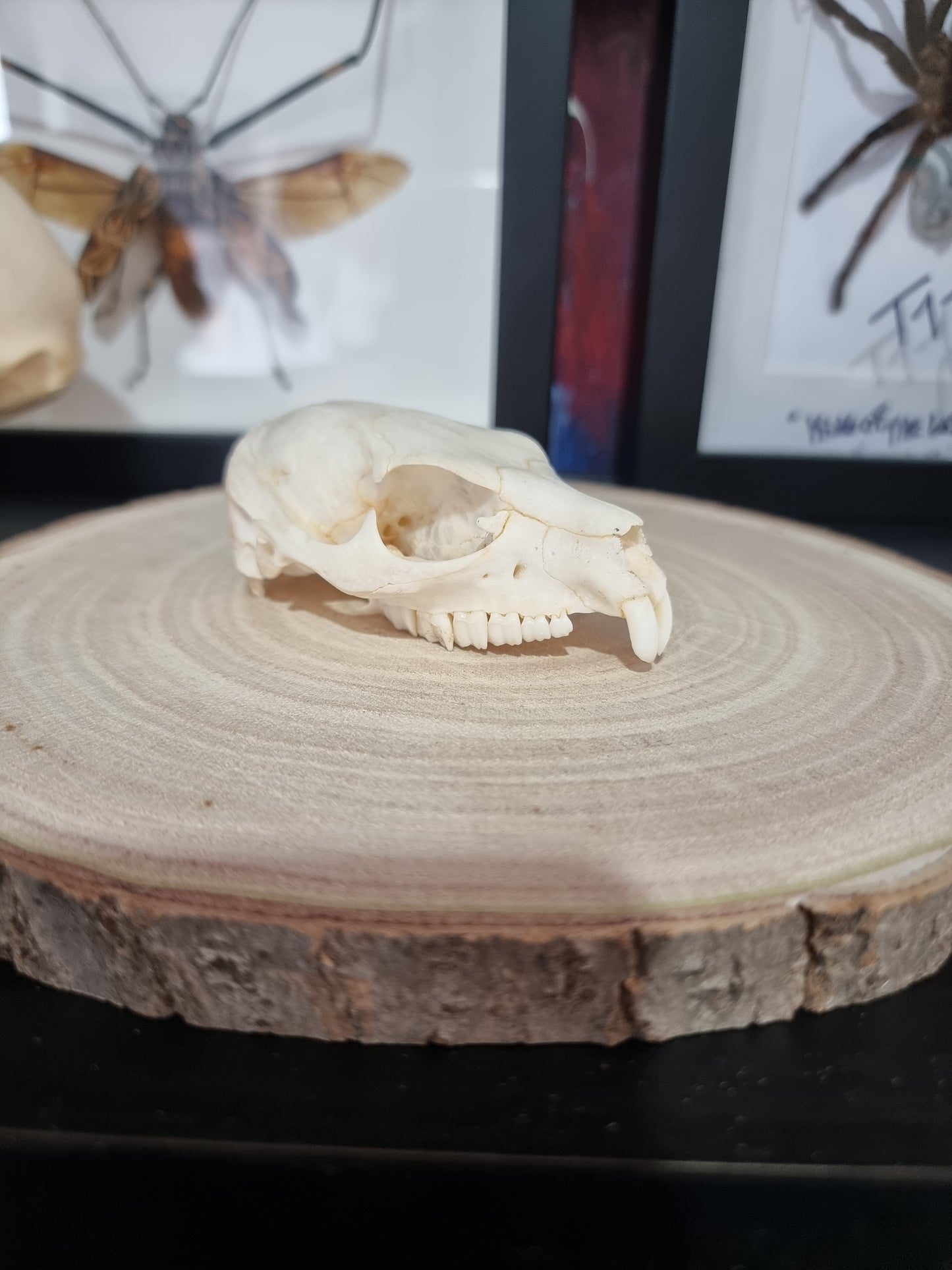 Rock Hyrax Half Skull #1