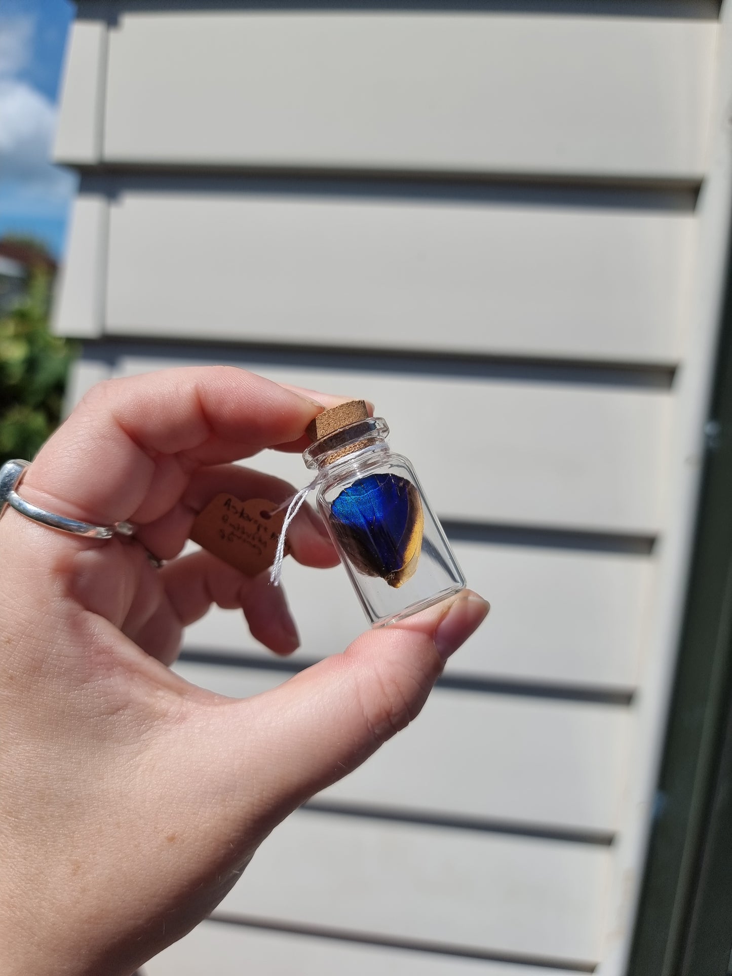 Small Asterope Markii butterfly wing