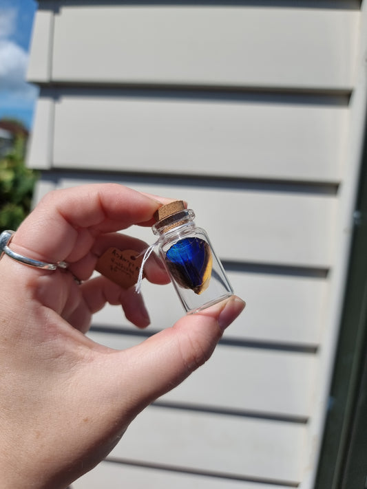 Small Asterope Markii butterfly wing