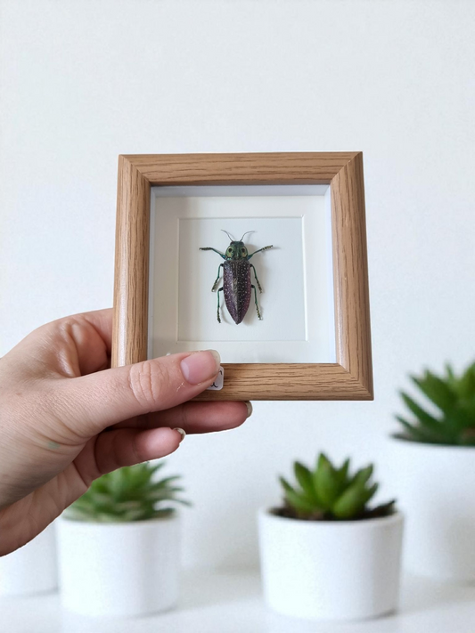 Mini Framed Beetle #4