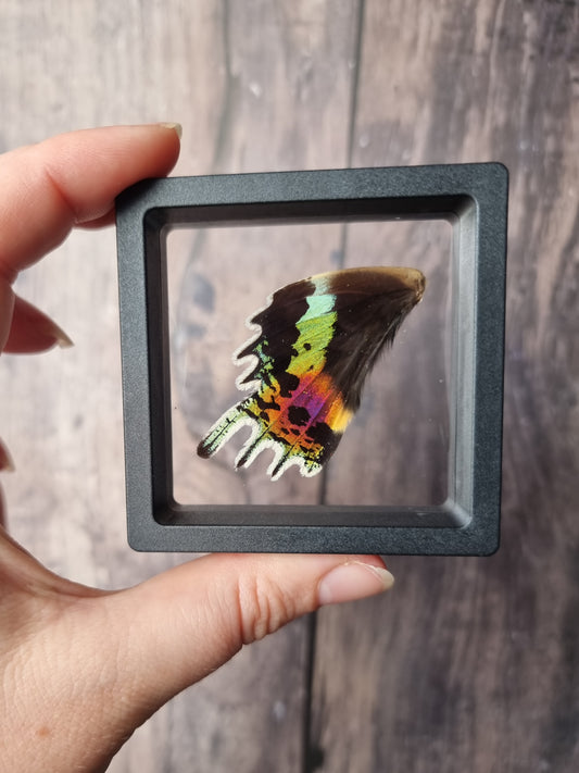 Madagascan Sunset Moth Wings Floating Frame #1
