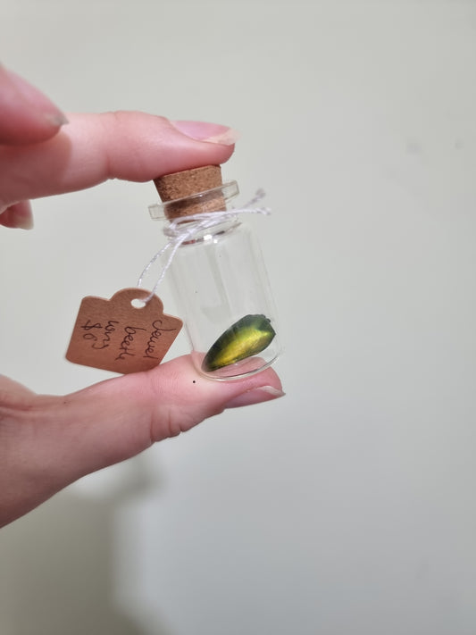 Jewel Beetle Small Jar