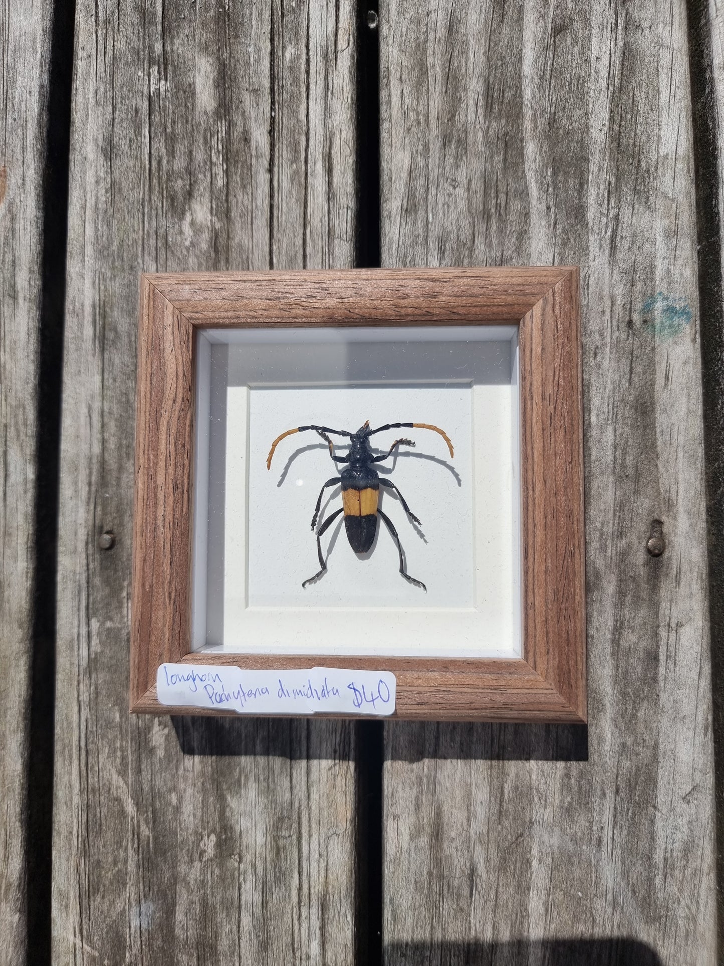 Mini Framed Longhorn Beetle #2