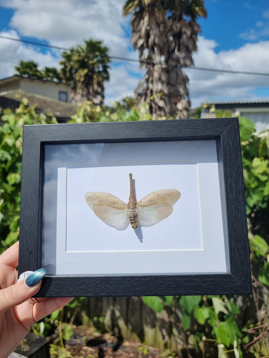 Framed lantern fly