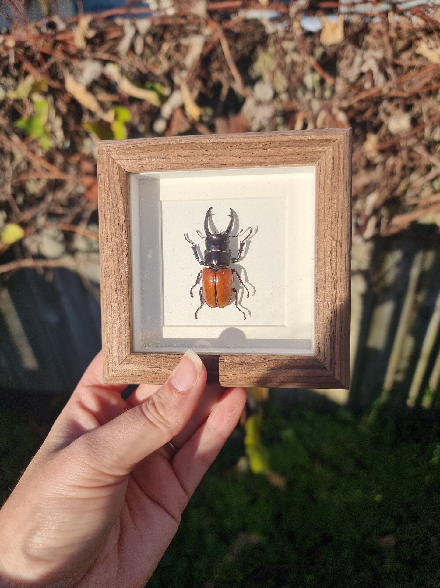 Mini Framed Stage Beetle
