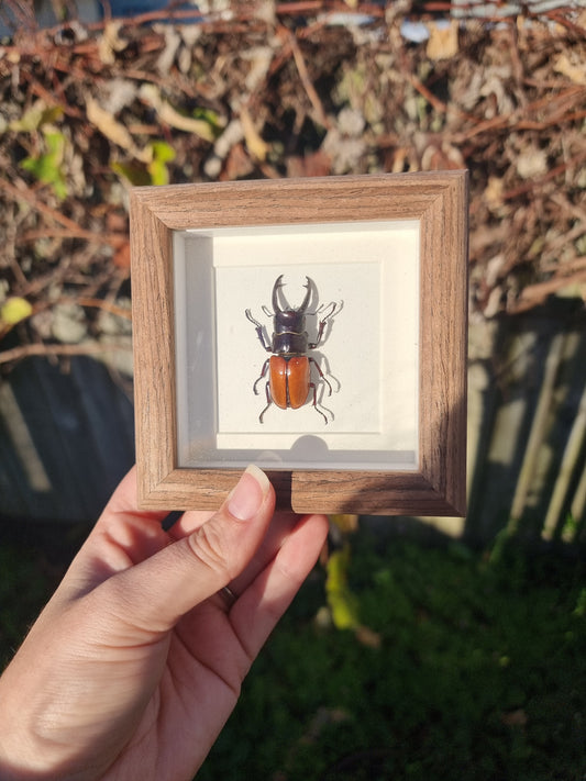 Mini Framed Stage Beetle