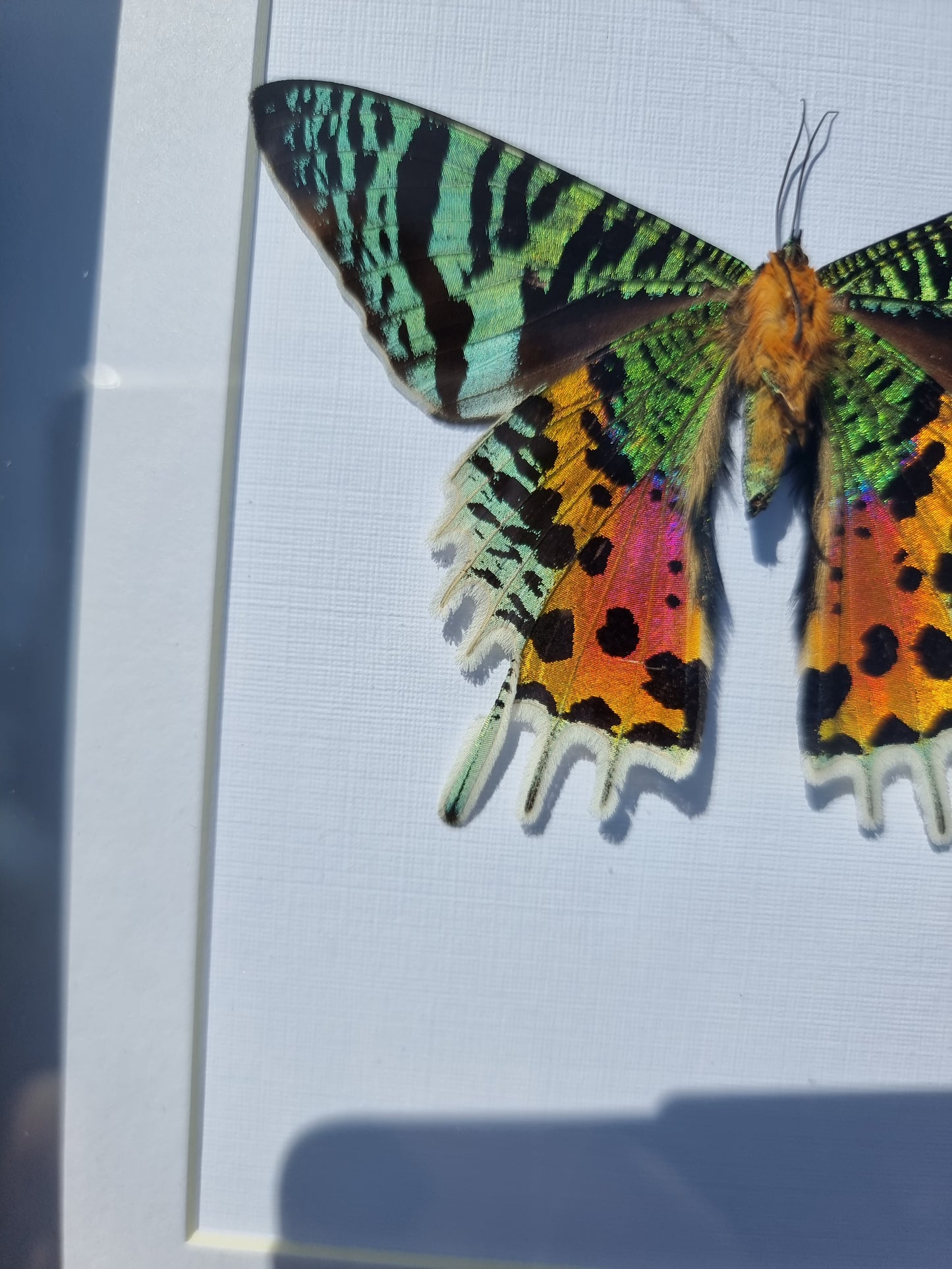 Imperfect framed Madagascan Sunset Moth