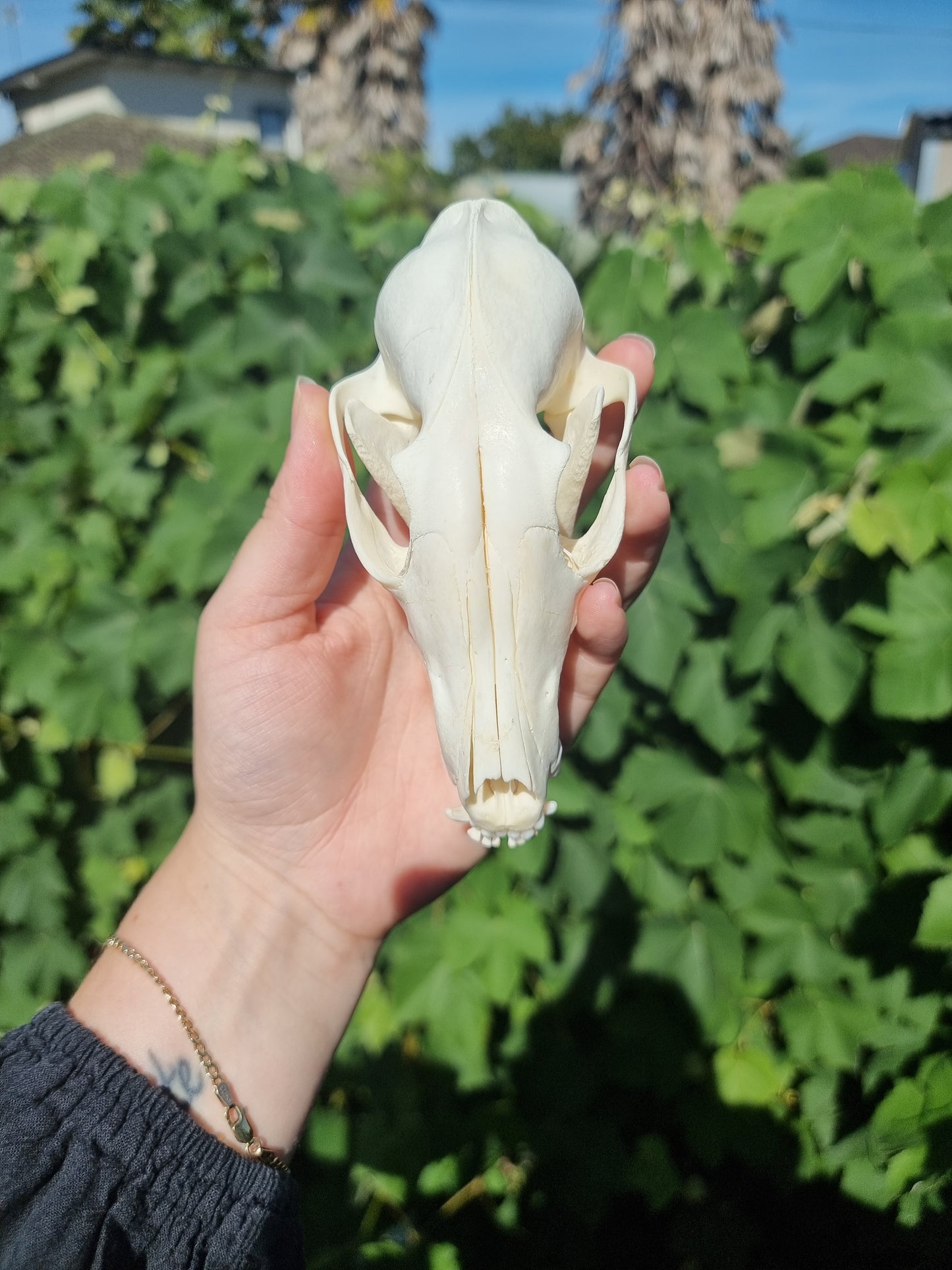 Fox Skull