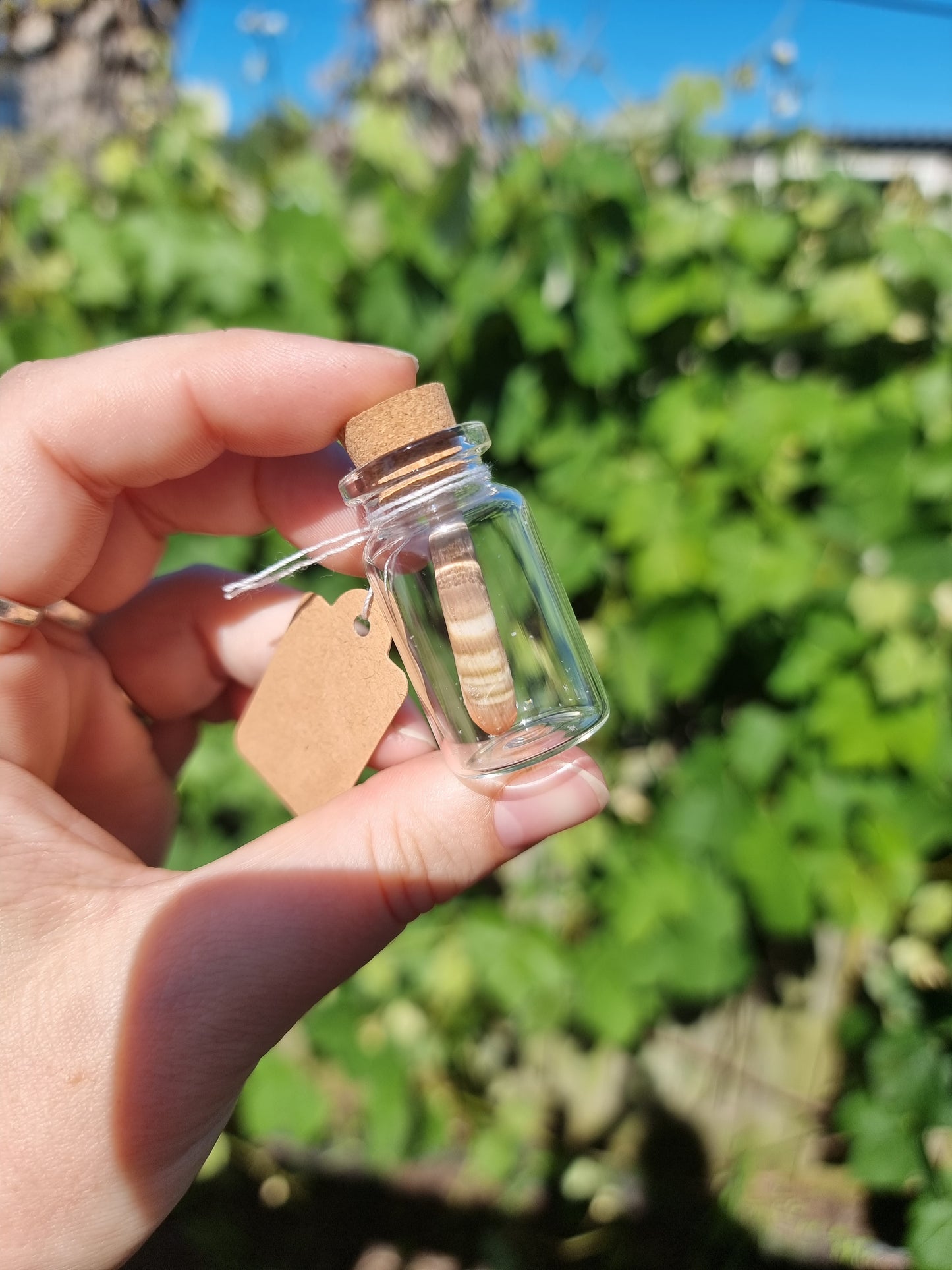Small Sea urchin Spine Jar