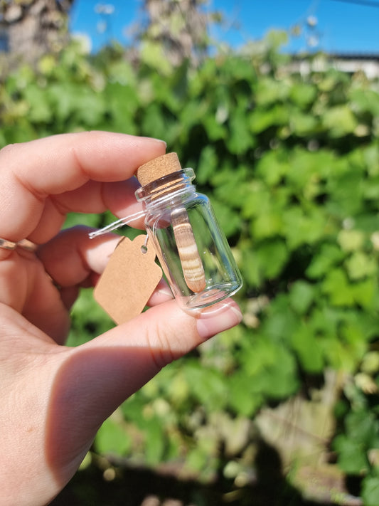 Small Sea urchin Spine Jar