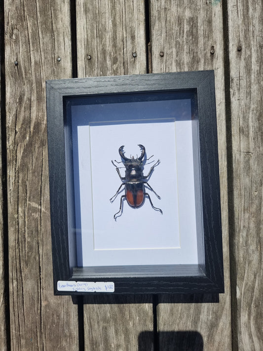Framed Hexoirthruis Parryi Stag Beetle #2