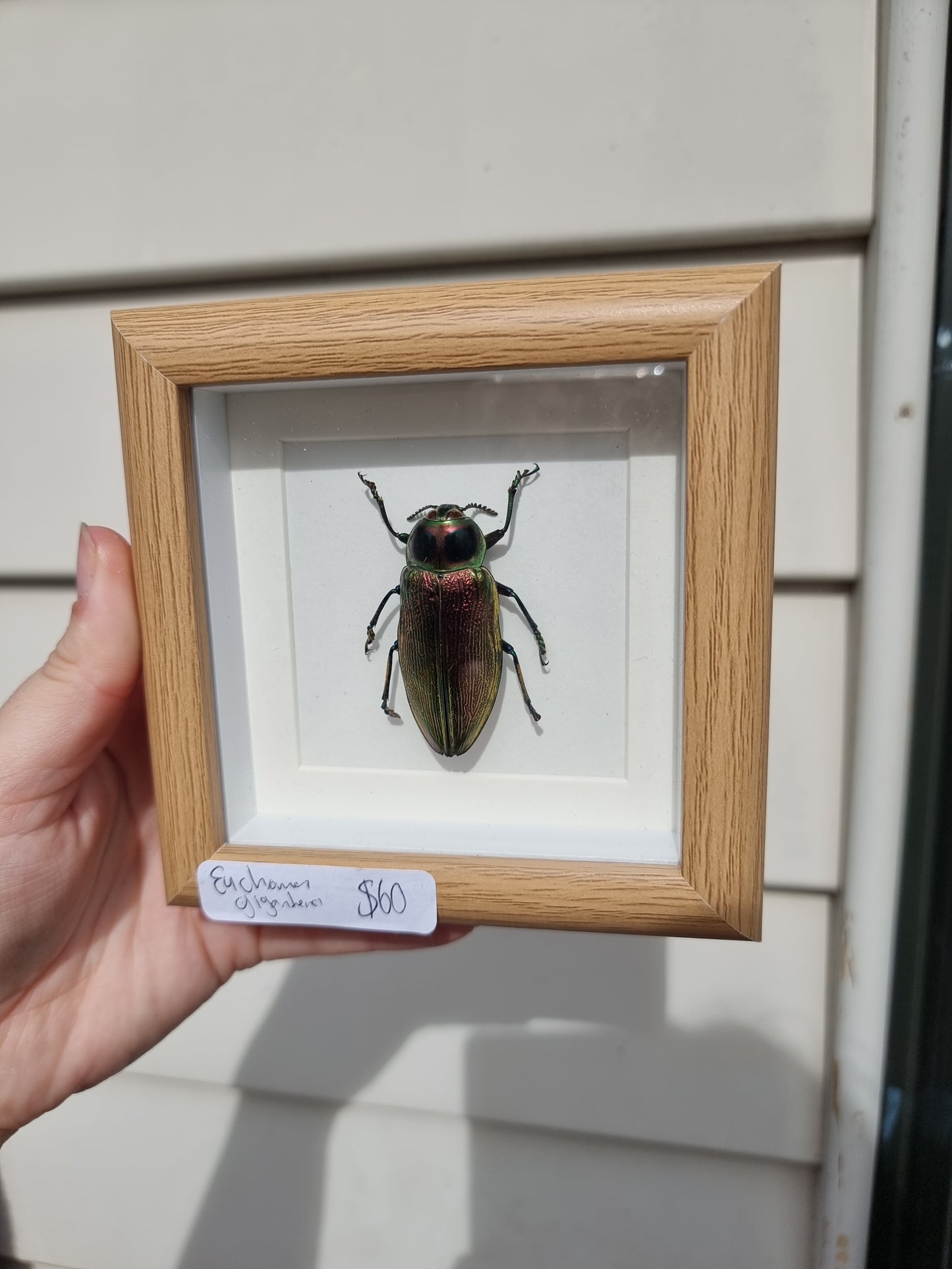 Mini Framed Euchroma Gigantenn Beetle #2