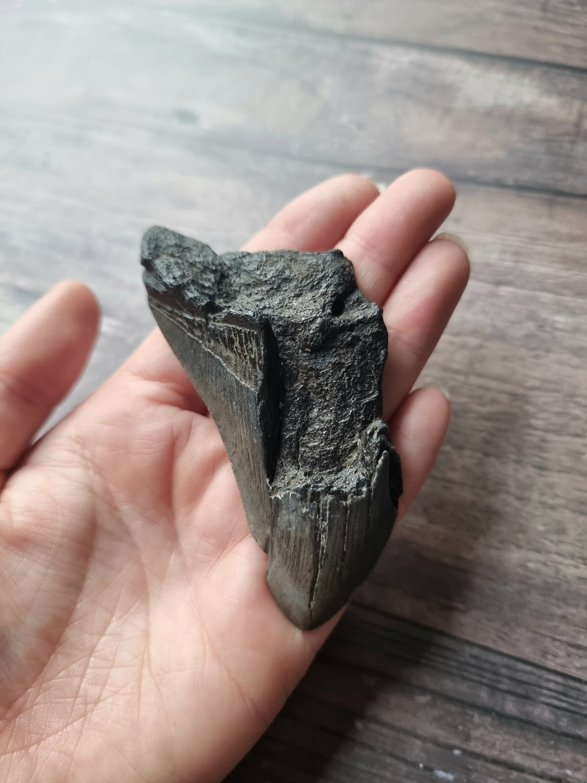 Large Megalodon Tooth Shard #1