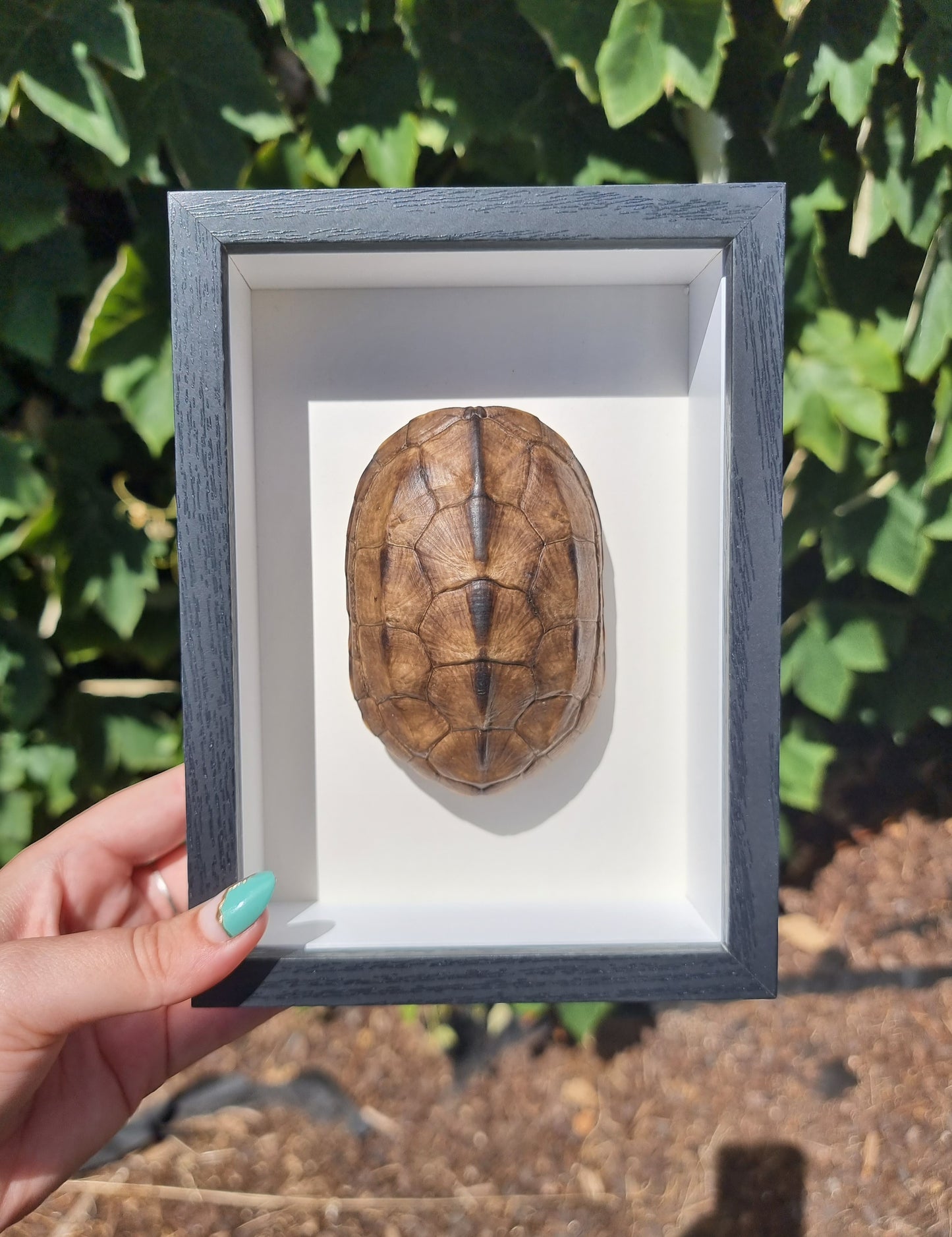 Framed Turtle Shell