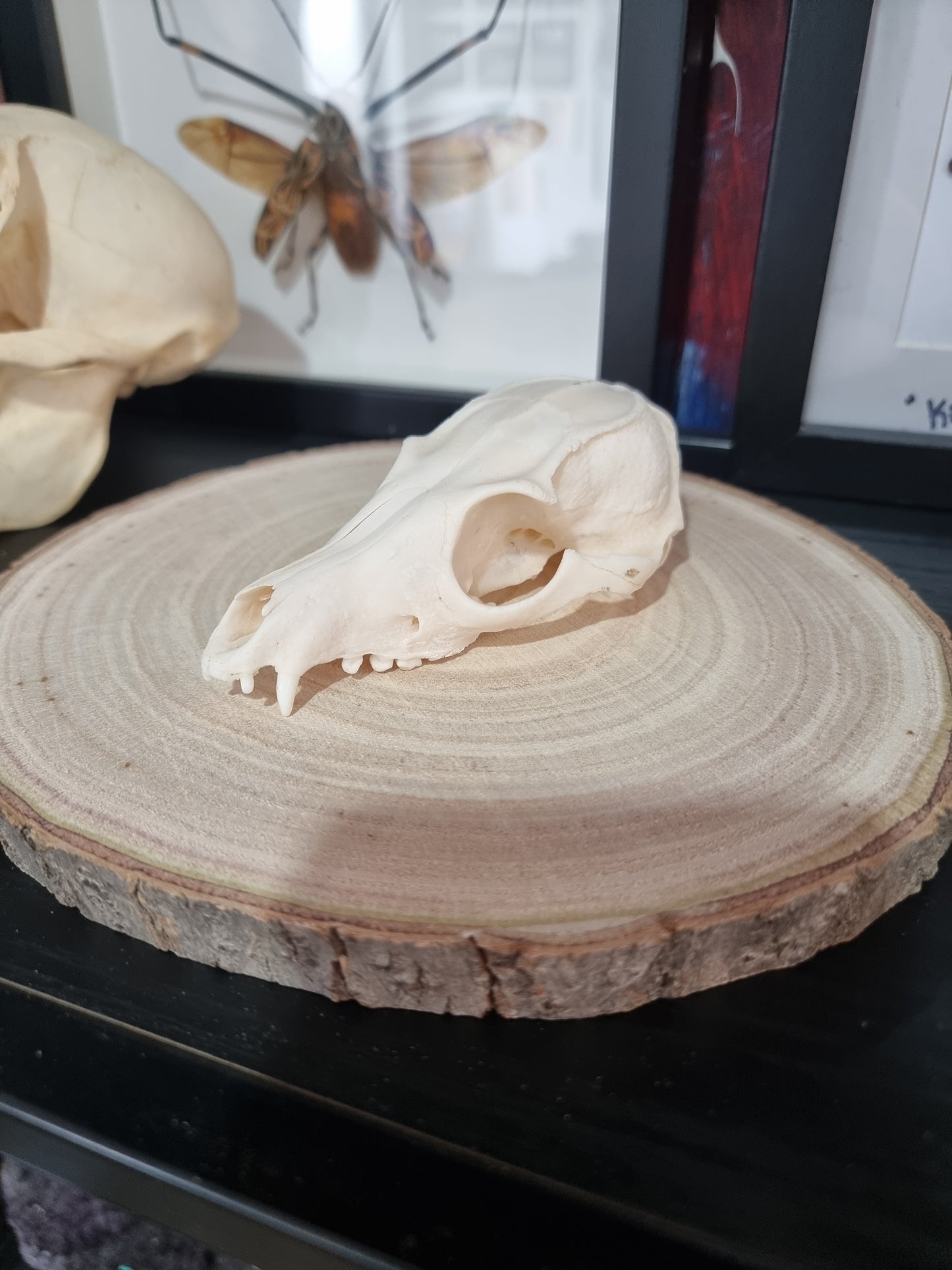 Bat Eared Fox Half Skull #1