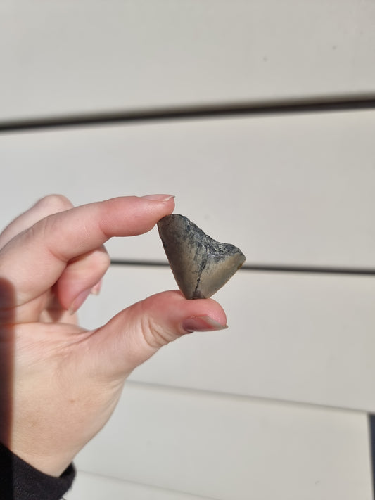 Megalodon Tooth Shard #3