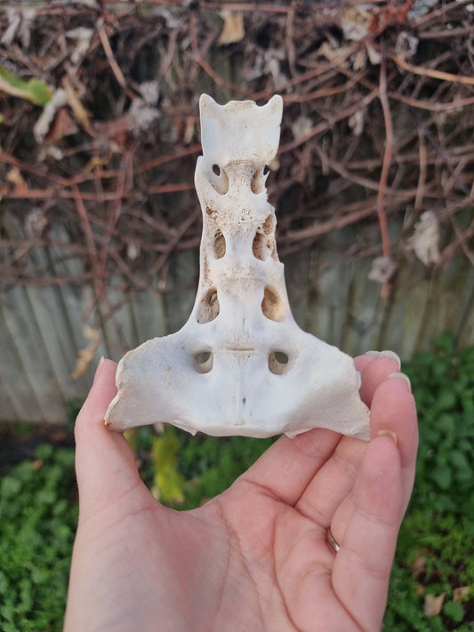 Animal Sacrum