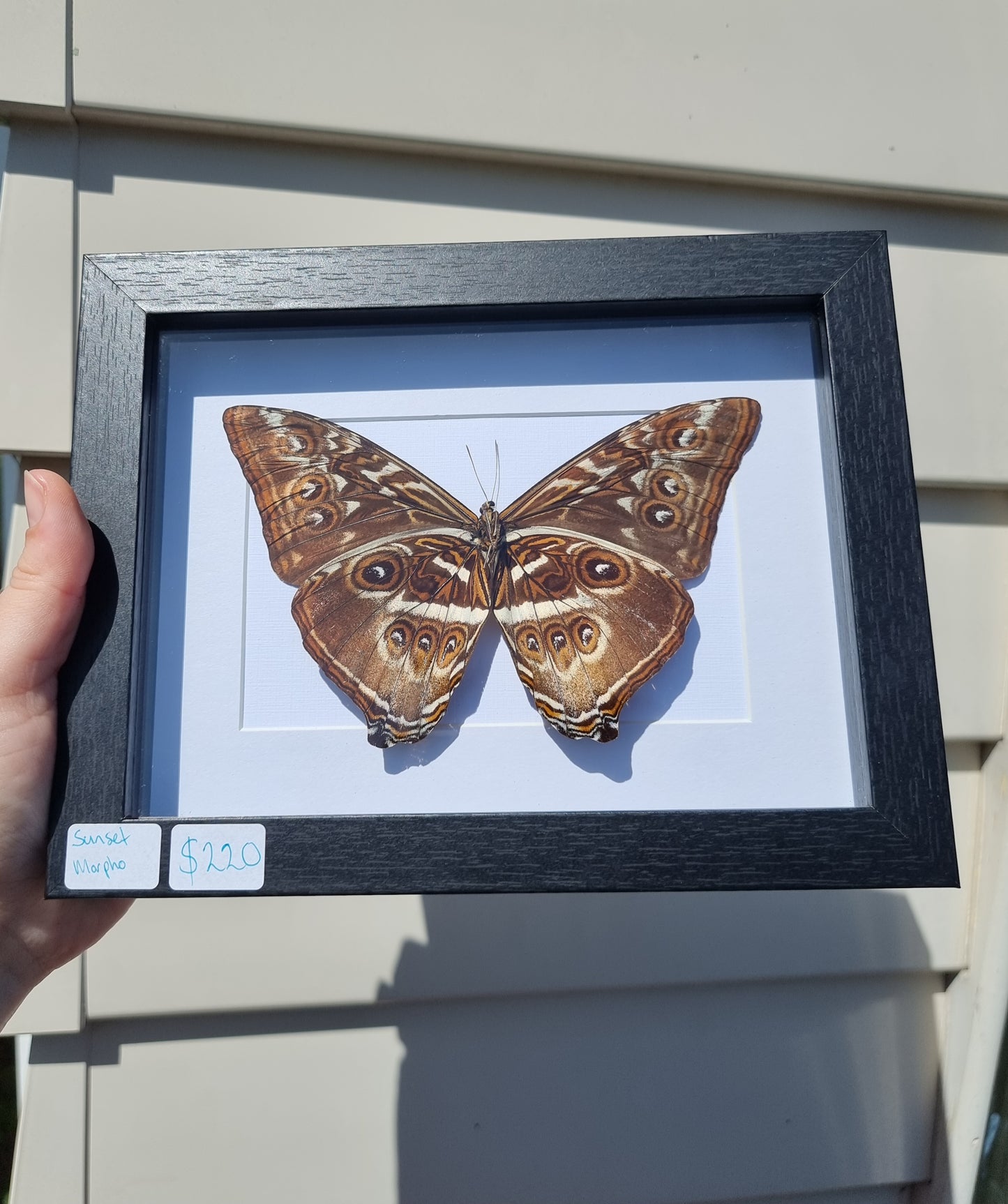 Framed Sunset Morpho