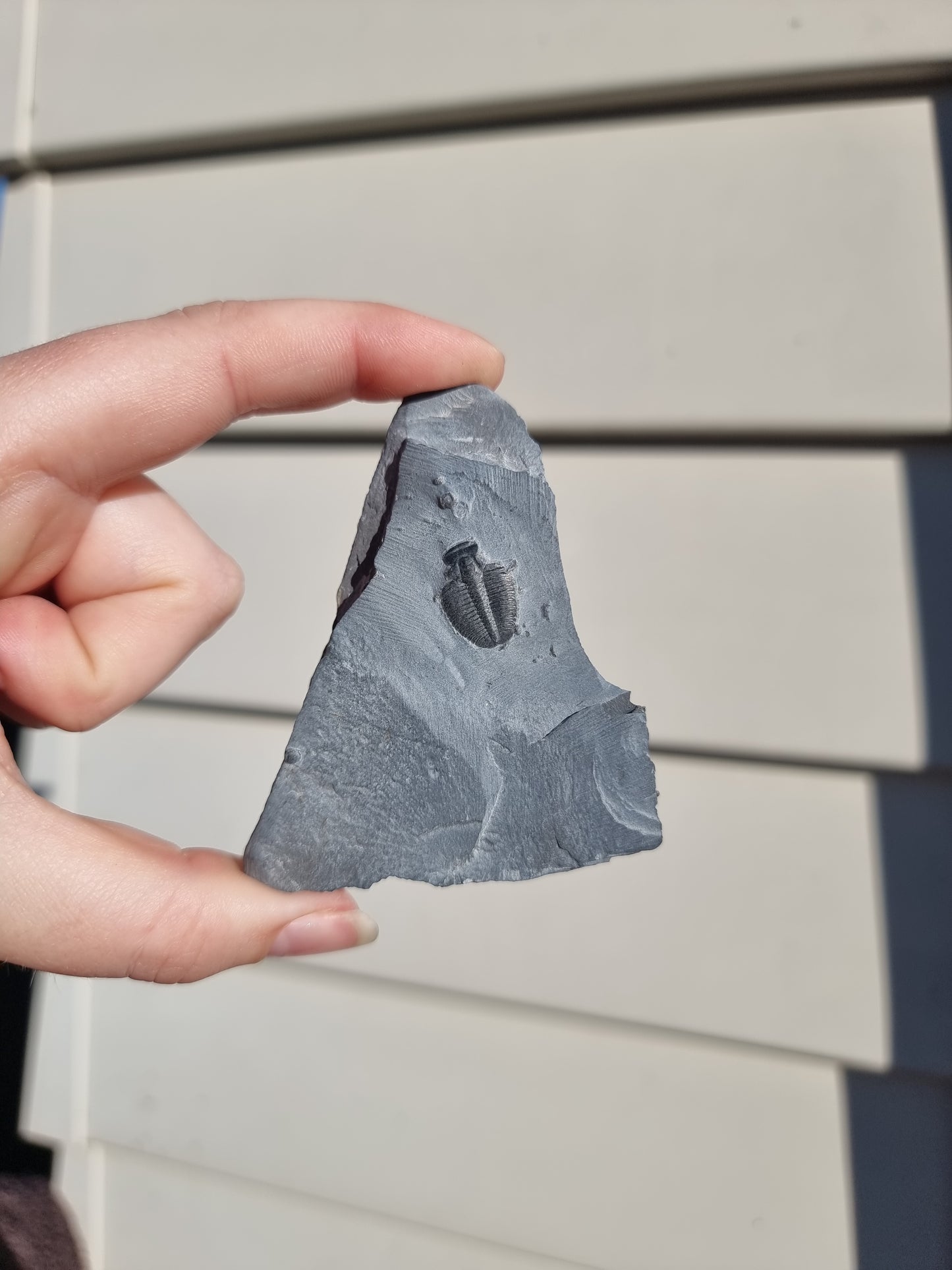 Elrathia King Trilobite Fossil #3