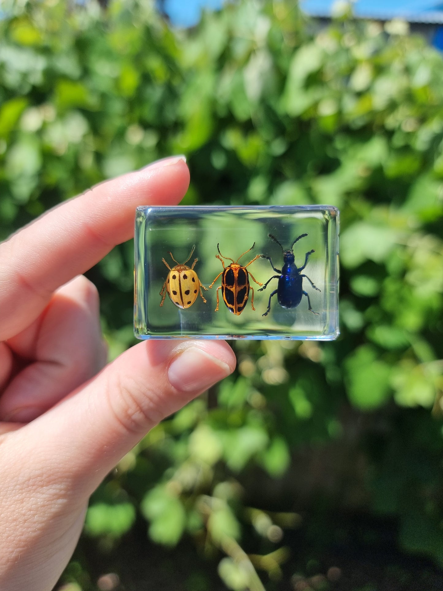 Leaf Beetle Trio In Resin