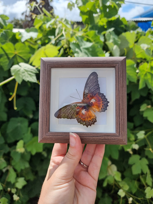 Mini Framed Violet Lacewing Butterfly
