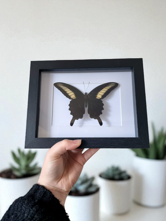 Framed Butterfly #446