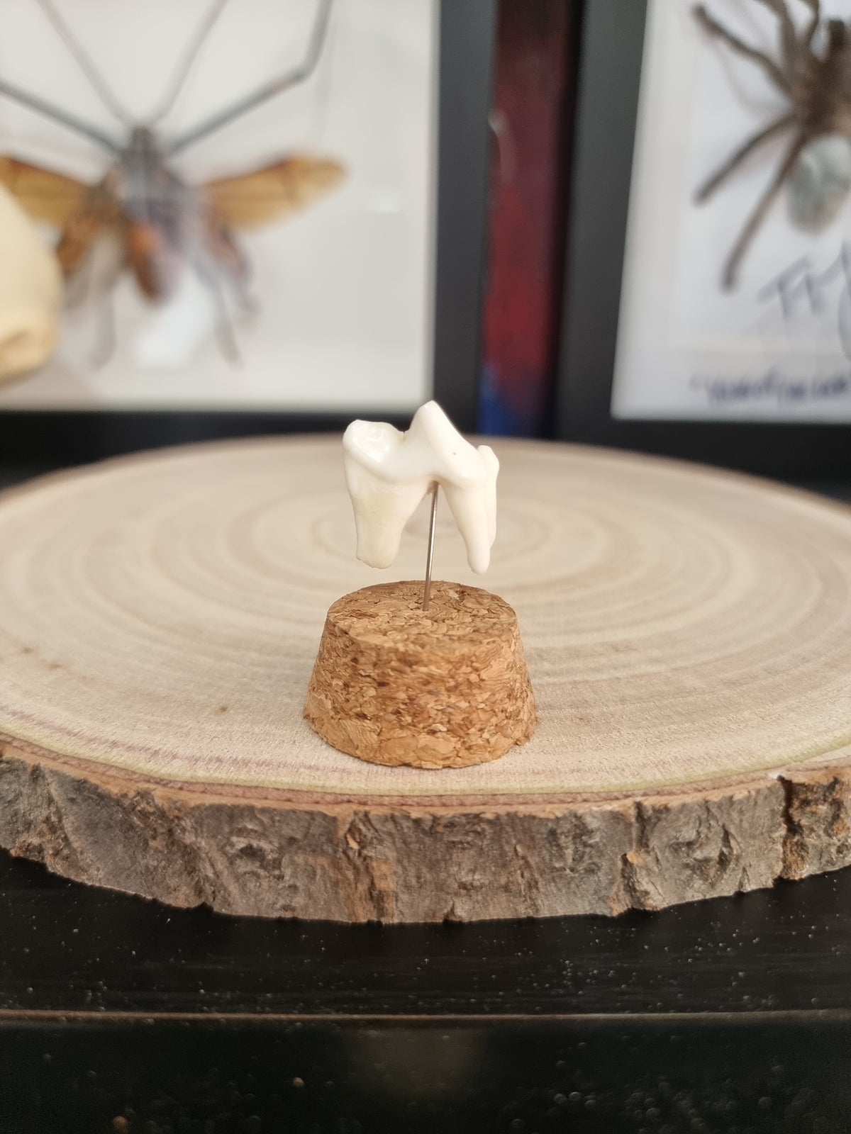 Jackal Tooth Dome