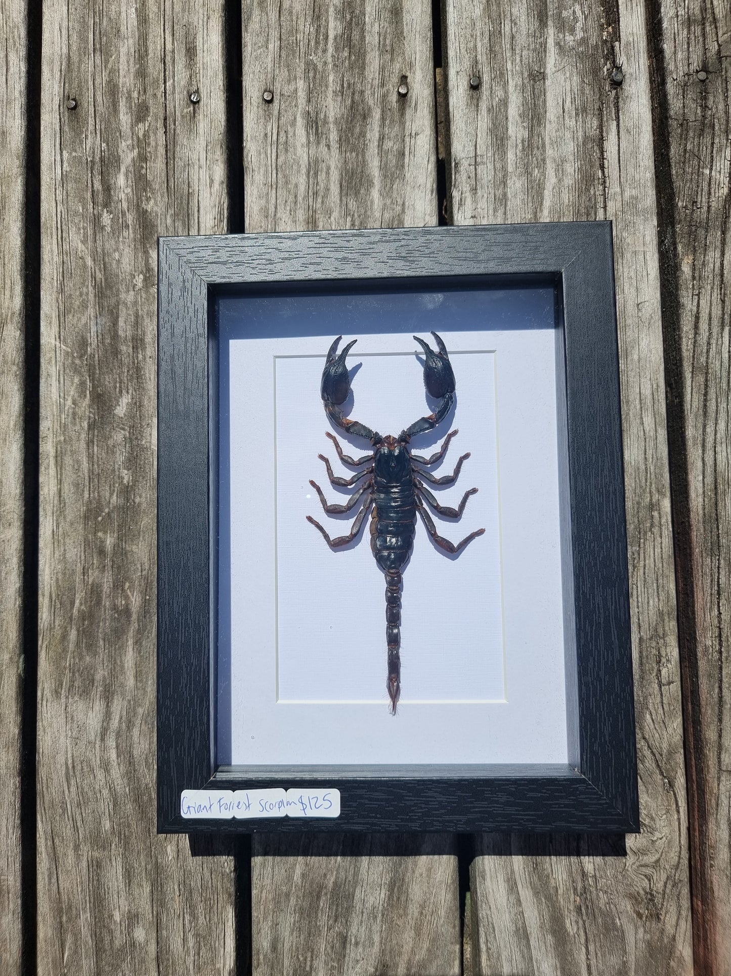 Framed Giant Forest Scorpion