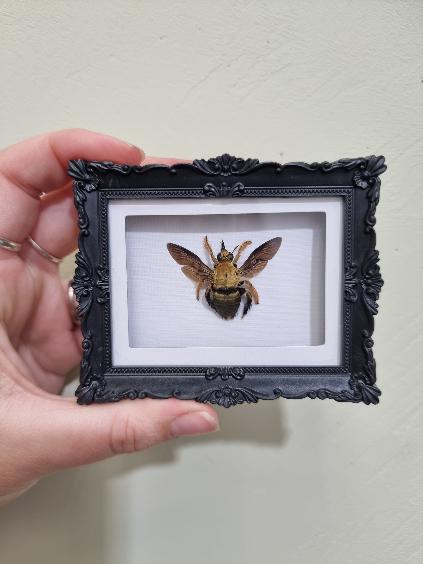 Mini Magnet Framed Golden Carpenter Bee 1