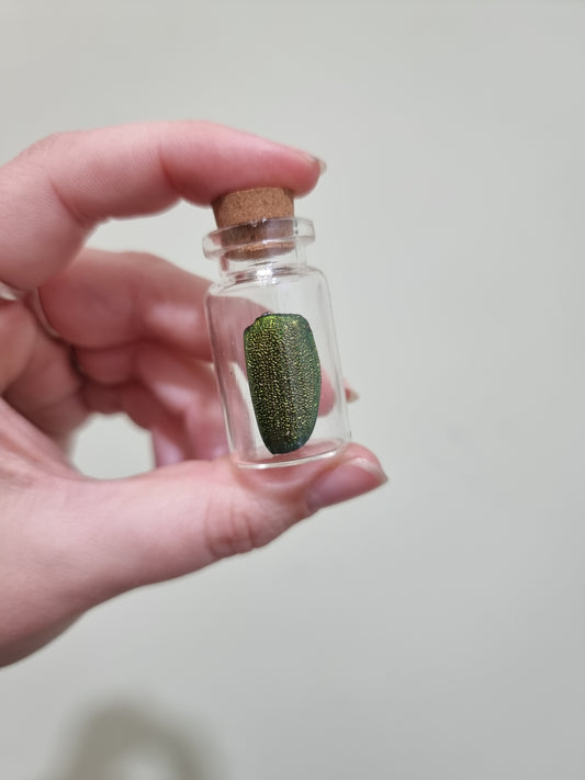Matalic Jewel Scarab Beetle Wing Small Jar