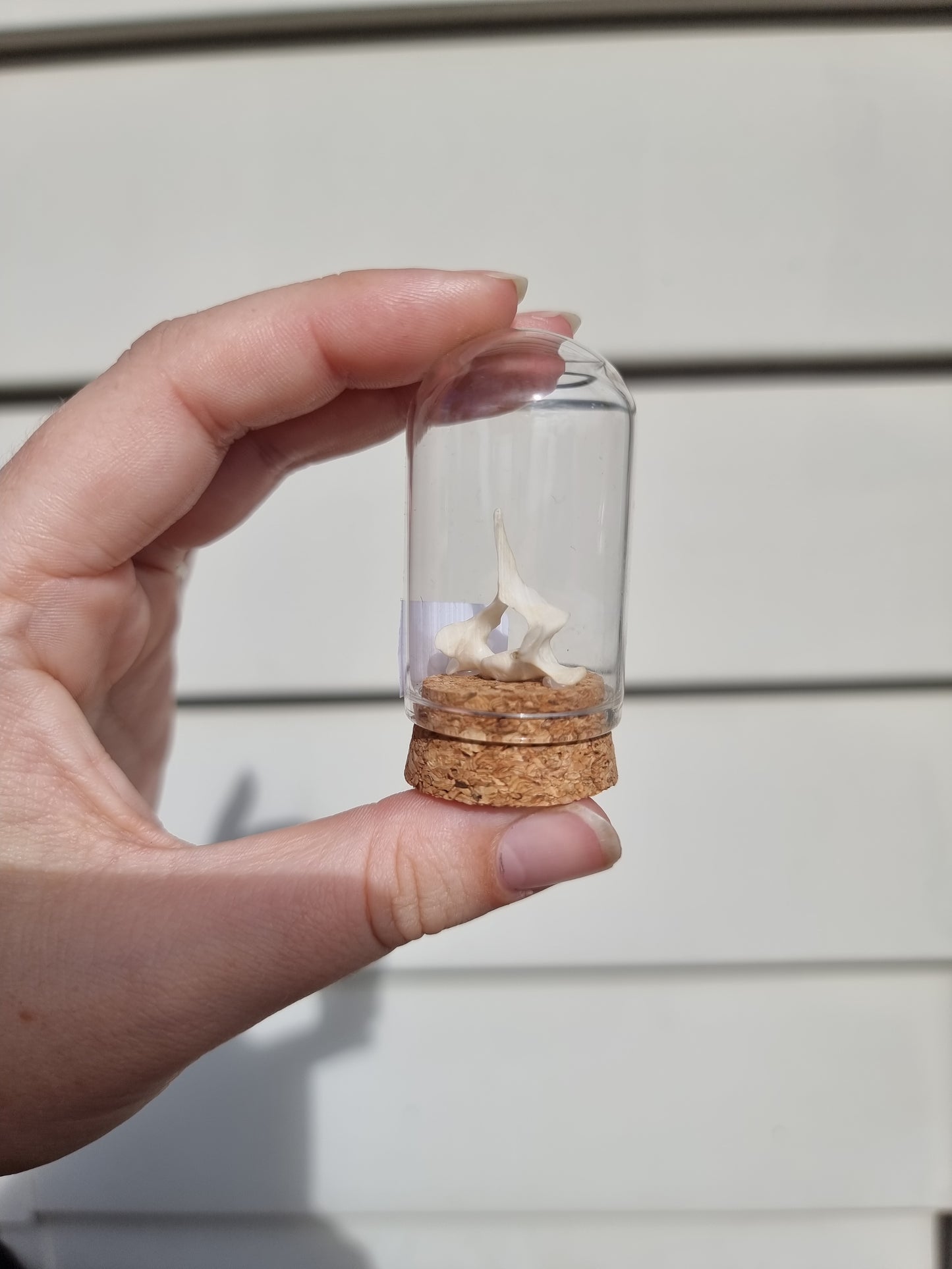 Vertebrae Mini Dome