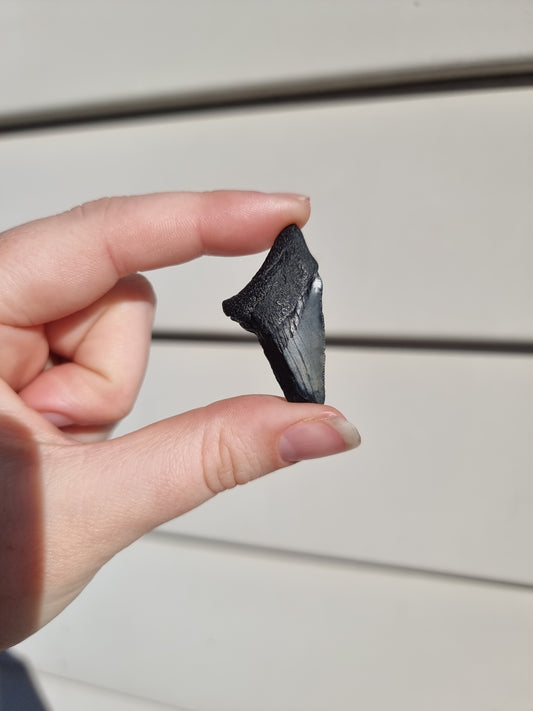 Megalodon Tooth Shard #7