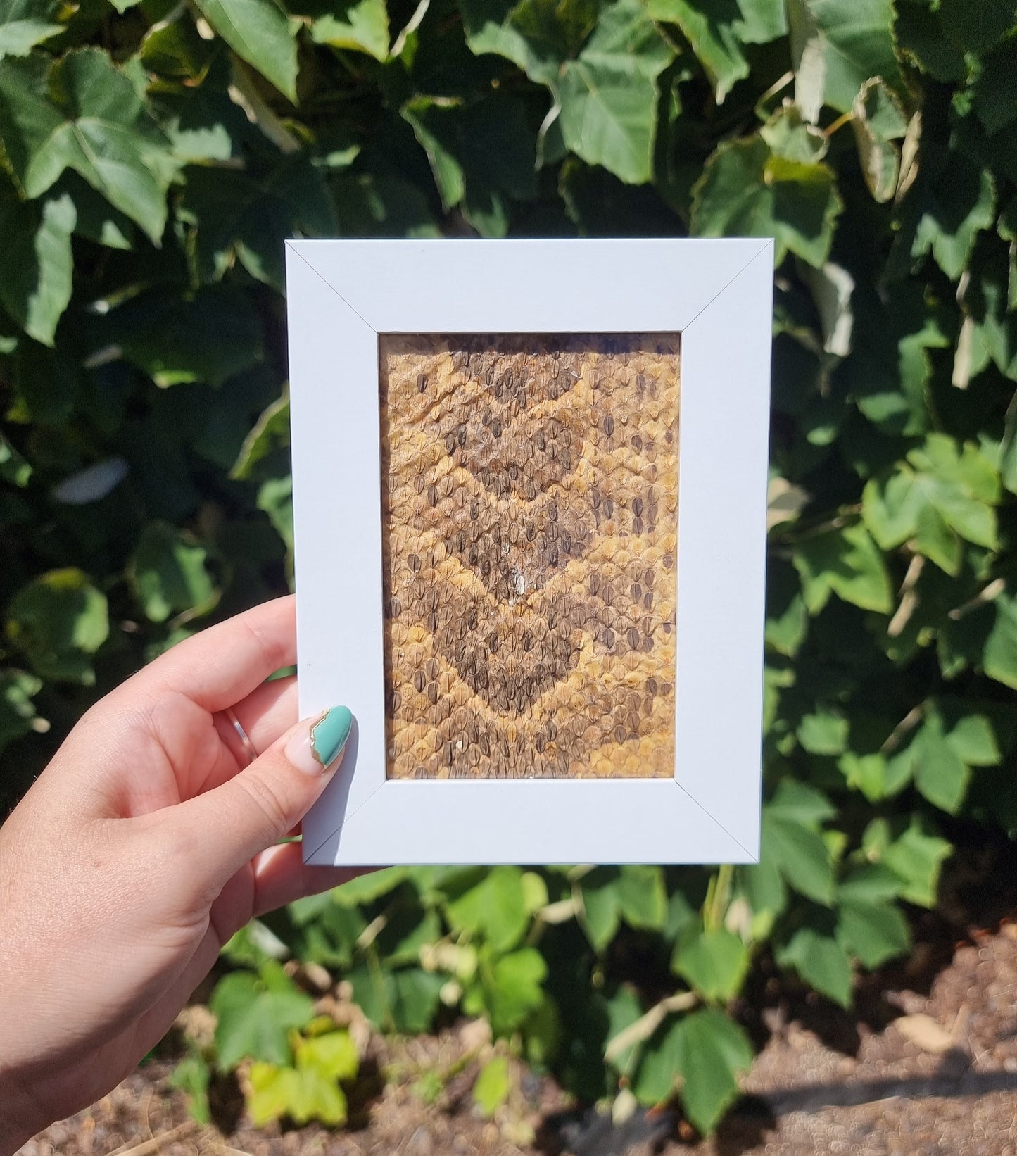 Vintage Snake Skin In Frame W1