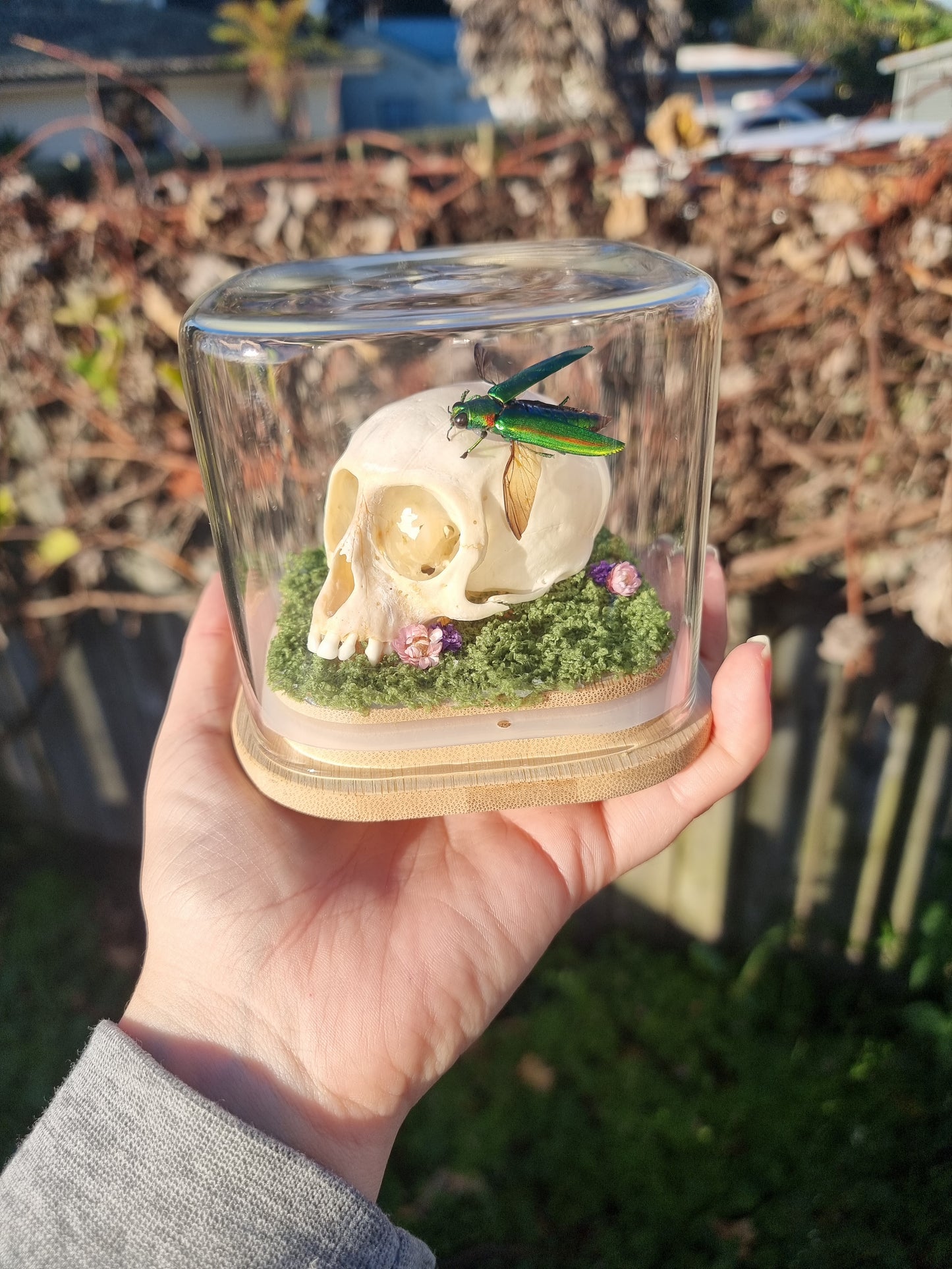 Vervet Money Skull With Jewel Beetle Dome