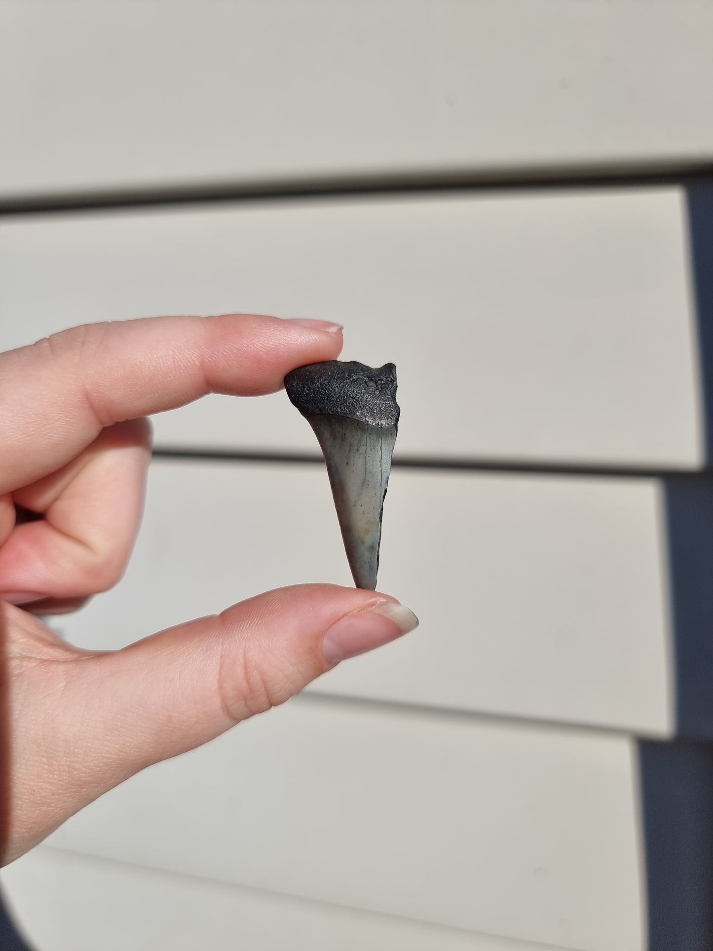 Megalodon Tooth Shard #6