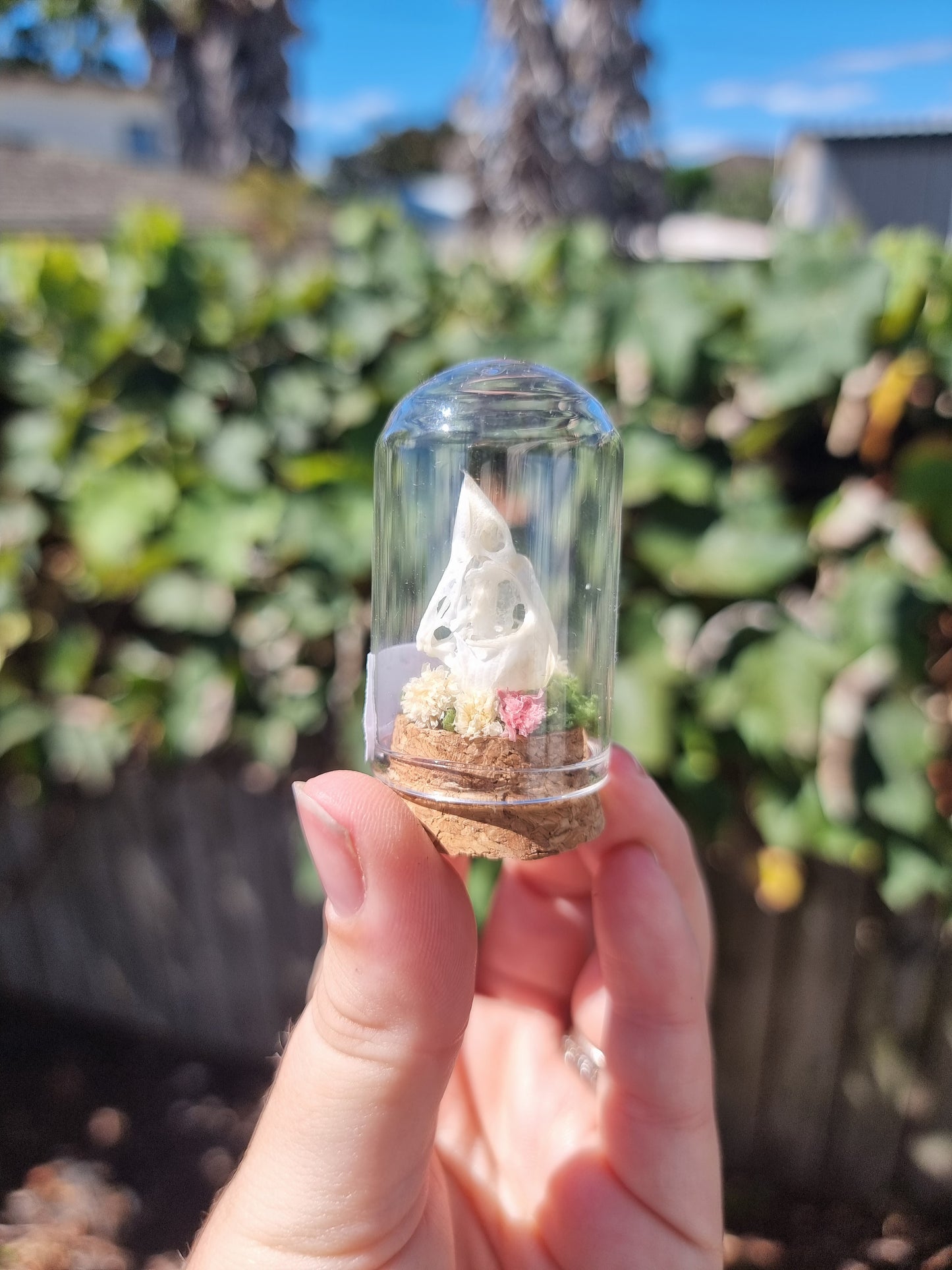Sparrow Skull Dome #1