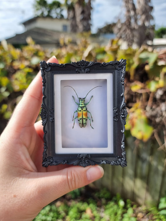 Mini Magnet Frame Longhorn Beetle