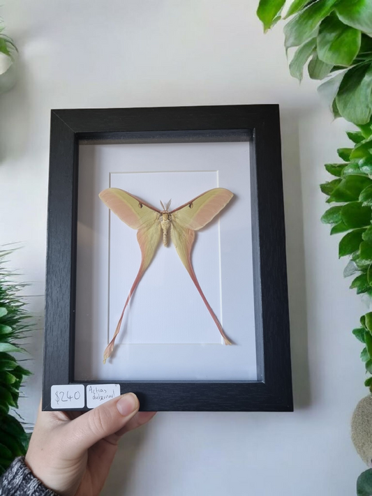 Framed Moth #55