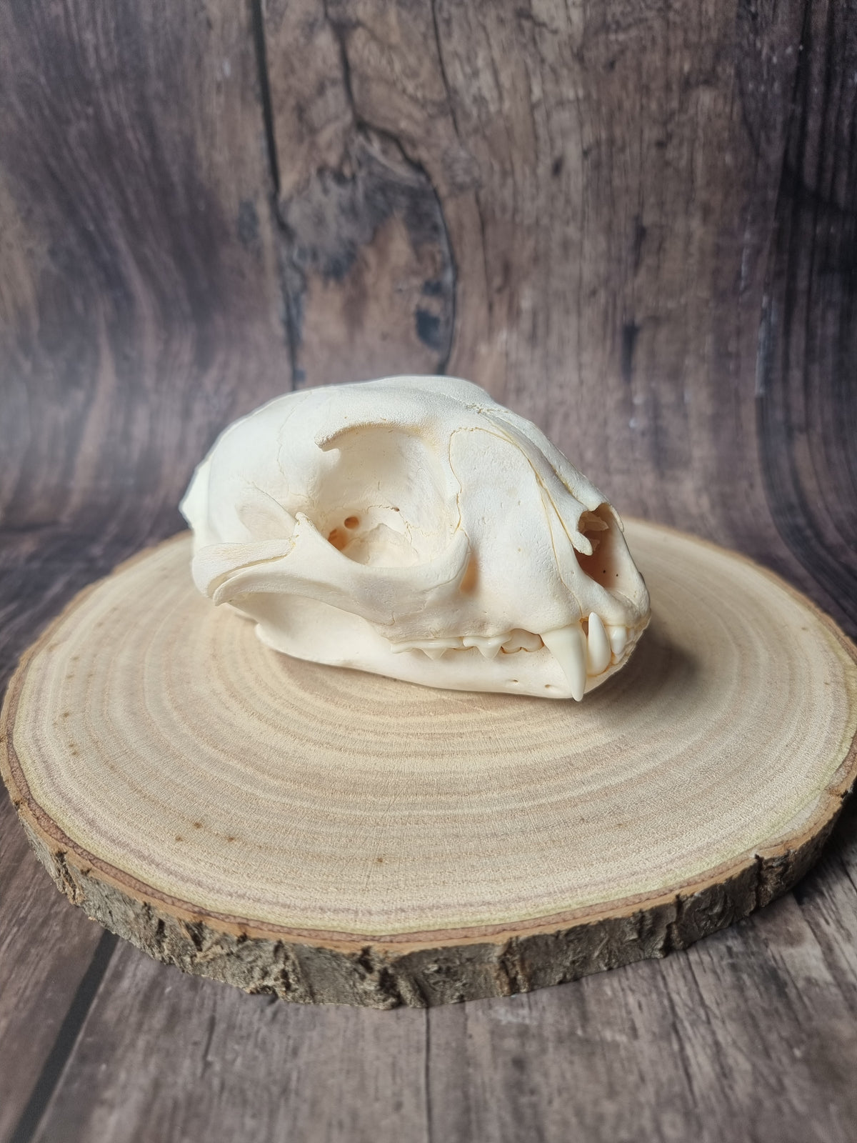 Caracal Skull #1