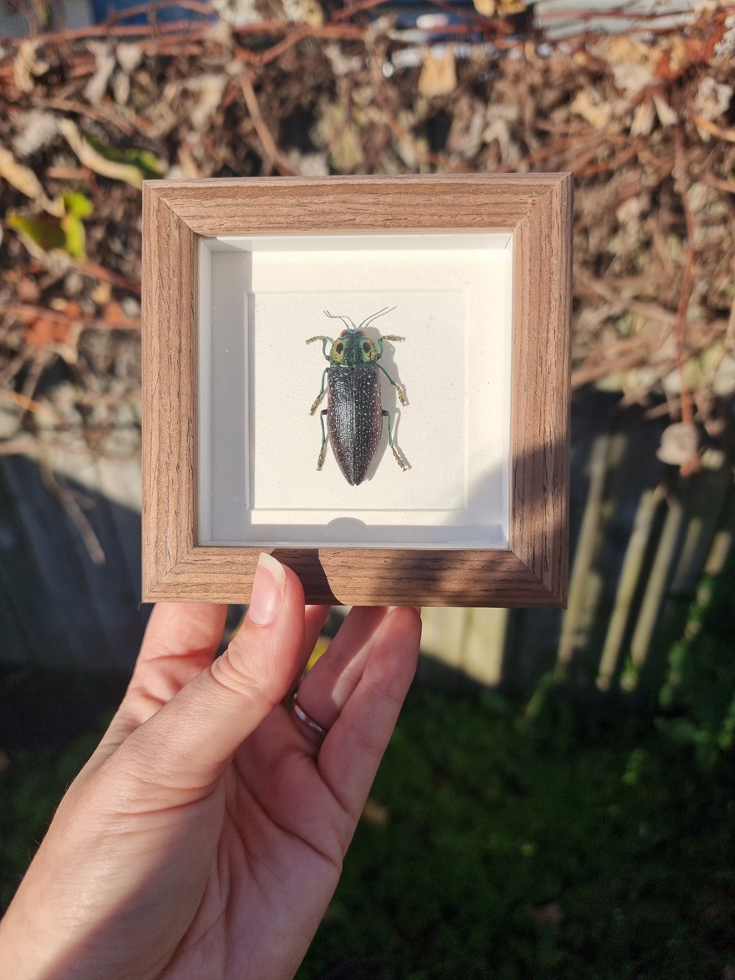Mini Framed Madagascan Jewel Beetle